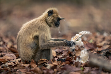 Northern plains gray langur sits holding kapok