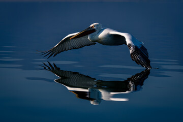 Dalmatian pelican flies touching lake with wingtip