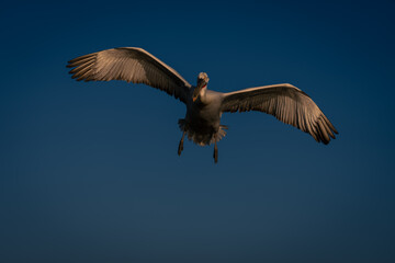 Dalmatian pelican flies through perfect blue sky