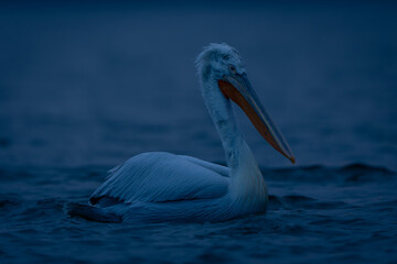 Dalmatian pelican floating on lake in profile