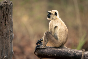 Northern plains gray langur sits on gate