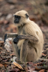 Fototapeta premium Northern plains gray langur sits holding cotton