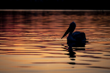 Dalmatian pelican floating silhouetted on calm water