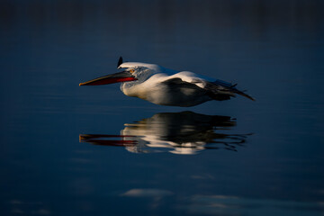 Dalmatian pelican flying low over calm lake