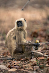 Northern plains gray langur sits holding baby