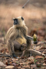 Northern plains gray langur sitting holding baby