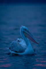 Dalmatian pelican floats on lake at sunrise
