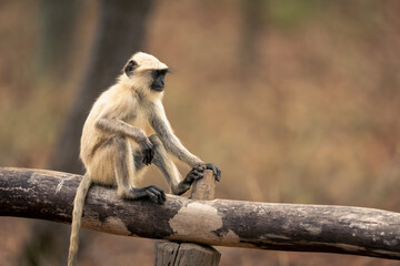 Northern plains gray langur sits on beam