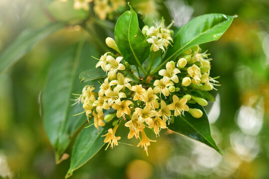 Beautiful tembusu tree, Kankrao flower or Fa Prathan onion Nature background concept, fragrant flowers, yellow flowers, tropical flowers.
