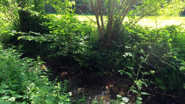 Stream in the forest with clear, clean water in a great landscape