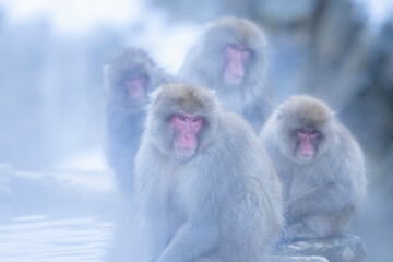 Japanese Macaque. Snow monkey soaking in hot spring at Jigokudani snow monkey park, Nagano, Japan. Winter wildlife of Japan