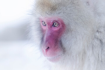 Japanese Macaque. Snow monkey soaking in hot spring at Jigokudani snow monkey park, Nagano, Japan. Winter wildlife of Japan