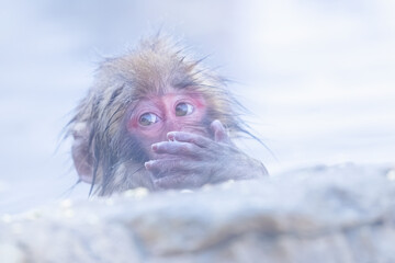 Japanese Macaque. Snow monkey soaking in hot spring at Jigokudani snow monkey park, Nagano, Japan. Winter wildlife of Japan © Kiran Joshi