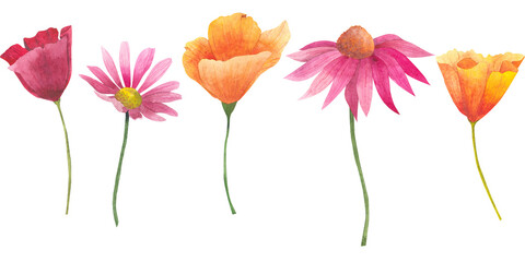 Set of Watercolor flowers. California orange and red poppies, Echinacea purpurea and Cosmos flowers isolated on white background. Hand painted illustration. Botanical clipart.
