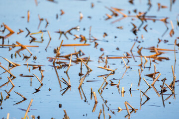 Dry broken reed stems are in still blue water