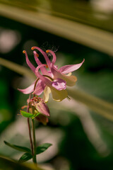 Beautiful delicate flower of the aquilegia (granny bonnet)