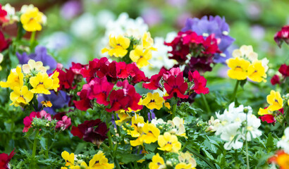 Nemesia colorful flowers in a garden, close up