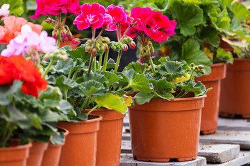 Potted purple red Pelargonium flowers, close-up photo
