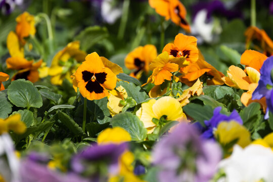 Viola tricolor decorative colorful flowers growing in a garden