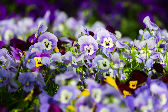 Viola tricolor, colorful decorative  flowers background. Close-up