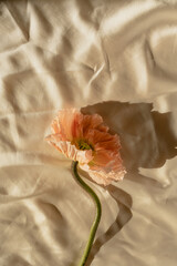 Beautiful peach pink poppy flower with sunlight shadows on crumpled golden fabric cloth. Aesthetic minimal floral composition with sun light shade