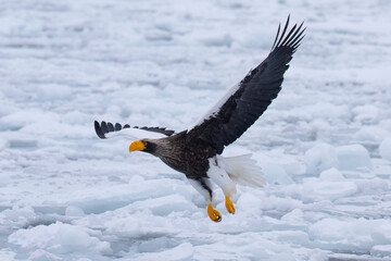 Flight of the steller eagle taking the flight from the drift ice. Shiretoko Peninsula, Rausu, Hokkaido Japan © Kiran Joshi