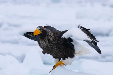 Flight of the steller eagle taking the flight from the drift ice. Shiretoko Peninsula, Rausu, Hokkaido Japan © Kiran Joshi
