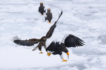 Fight of stellar sea eagle and white tailed eagle, Shiretoko, Rausu, Hokkaido, Japan