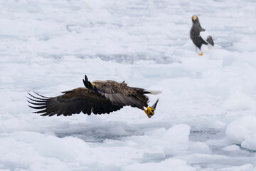 White-tailed eagle taking a flight on drift ice. Shiretoko, Hokkaido, Japan. Winter wildlife of...