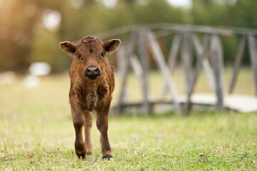 Cute little calf runs along the green grass against background of wooden bridge. Evening cow grazing. Domestic animals. cattle. Animal breeding. Front view. Soft focus.