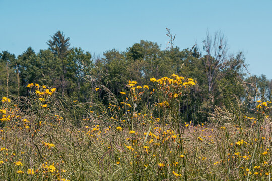 la prairie et le fourage