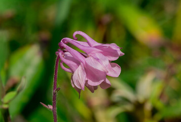 Beautiful delicate flower of the aquilegia (granny bonnet)