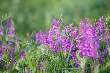 Mouse pea Vicia cracca. Valuable honey plant, fodder and medicinal plant. Species of the genus Peas of the legume family.