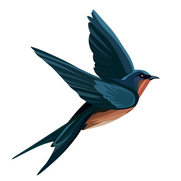 The barn swallow bird vector illustration, flying Hirundo rustica martin bird vector image, he national bird of Austria and Estonia vector drawing