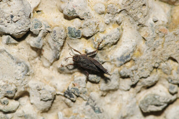 rufous grasshopper insect macro photo