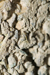 aedes albopictus fly macro photo