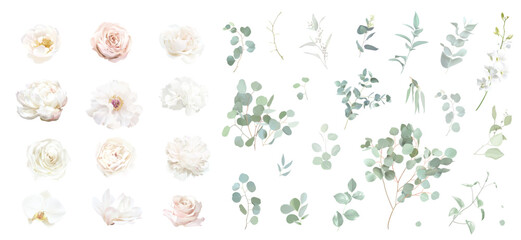 White rose and sage green eucalyptus, ivory peony, magnolia, beige dahlia, hydrangea, ranunculus flowers vector