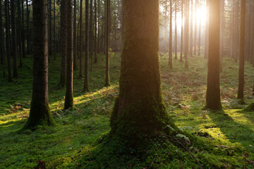 Sun light in mossy morning forest landscape.	
