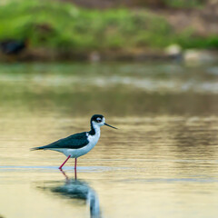 Black-necked stilt foraging in the water