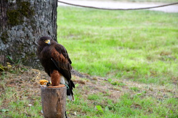 A close up on a hawk or an owl used for hunting and scouting sitting on a small drum like container made out of wood and leather seen on a sunny summer day on a vast lawn, field, or meadow in Poland