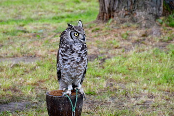 A close up on a hawk or an owl used for hunting and scouting sitting on a small drum like container made out of wood and leather seen on a sunny summer day on a vast lawn, field, or meadow in Poland