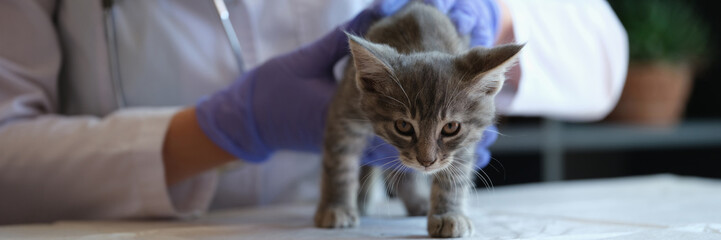 Female veterinarian examining small gray kitten in clinic