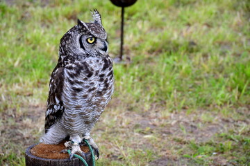 A close up on a hawk or an owl used for hunting and scouting sitting on a small drum like container made out of wood and leather seen on a sunny summer day on a vast lawn, field, or meadow in Poland