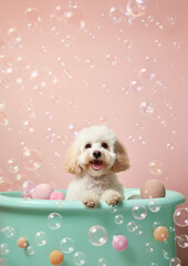 Cute Maltipoo dog in a small bathtub with soap foam and bubbles, cute pastel colors.