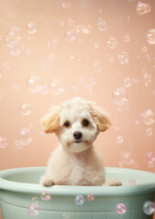 Cute Maltipoo dog in a small bathtub with soap foam and bubbles, cute pastel colors.