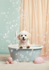 Cute Maltipoo dog in a small bathtub with soap foam and bubbles, cute pastel colors.