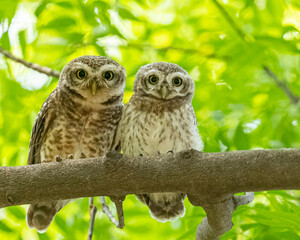 A Pair of spotted owls