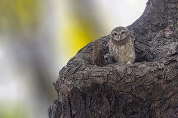 Two juvenile spotted owl