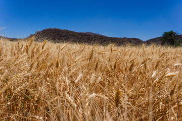 field of wheat