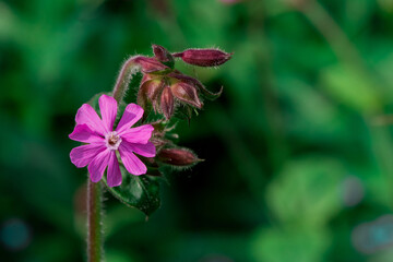 Beautiful delicate flower of the aquilegia (granny bonnet)